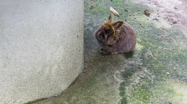 小さくてかわいいふわふわブラウン バニー — ストック写真