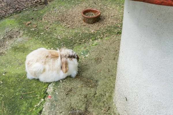 귀여운 토끼에 가까이 — 스톡 사진
