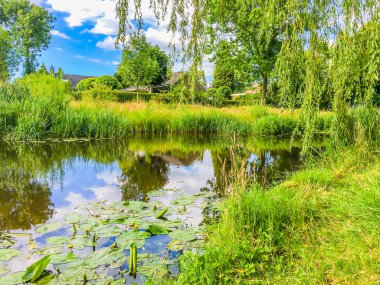 Lilly'nin riverside ile ilgilenen su, yeşil doğa orman nehir yatay