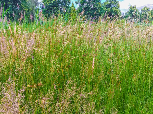 Lange Groene Gras Bloeien Met Diverse Kleuren Een Aard Landschap — Stockfoto