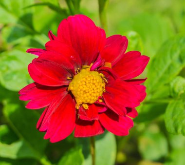 Büyük kırmızı ve pembe cosmos çiçek makro yakın çekim