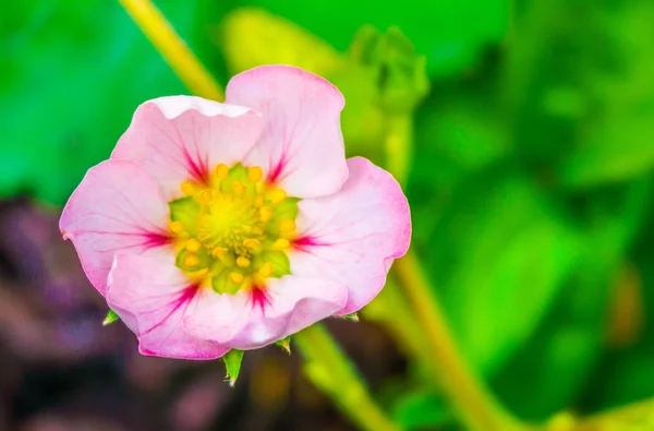 Belle Petite Fleur Rose Minuscule Une Fraisière Macro Gros Plan — Photo