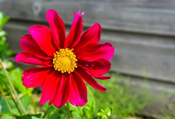 Large Red Pink Blooming Cosmos Flower Macro Close — Stock Photo, Image