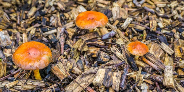 Kleine Braun Orange Pilze Mit Runden Kappen Makro Nahaufnahme — Stockfoto