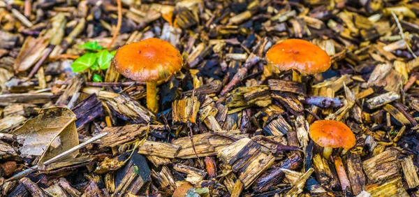 Makro Nahaufnahme Der Herbstsaison Einiger Kleiner Orange Brauner Rundpilze — Stockfoto