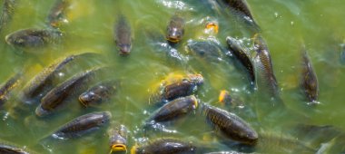 büyük kahverengi carps birlikte su göle yüzmeye Grup