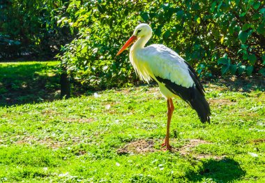 güzel beyaz ve siyah leylek duran bir orman ortamındaki yakın çekim