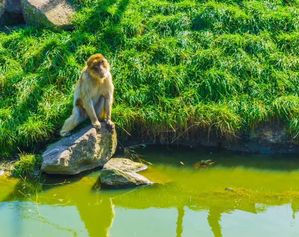 Mono Naranja Marrón Sentado Una Roca Agua Con Fondo Verde — Foto de Stock