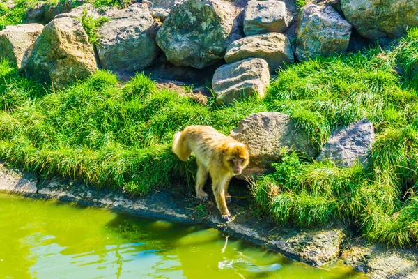 adult brown orange monkey walking on a hill with rocks and water