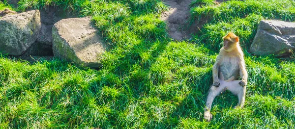 Dierlijke Nudist Een Bruin Oranje Monkey Zitten Een Groen Gras — Stockfoto