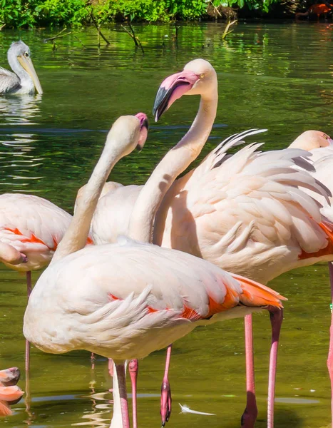 つのピンクのフラミンゴの水湖の風景の中 お互い相互作用します — ストック写真