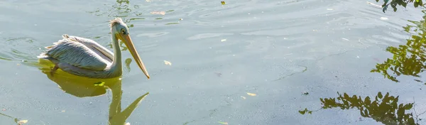 Solo Pelícano Blanco Nadando Agua Cerca — Foto de Stock