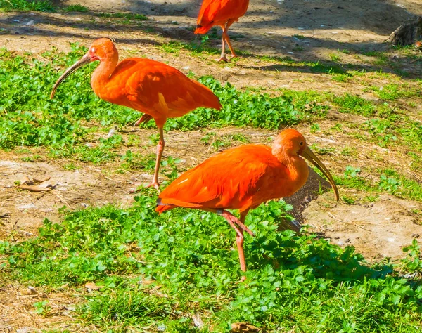 Dos Pájaros Ibis Escarlata Rojos Balanceándose Una Pierna Composición Fresca — Foto de Stock