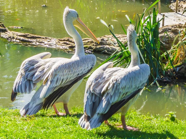 Дві Білі Пелікани Разом Стоять Березі Річки Дивлячись Воду — стокове фото