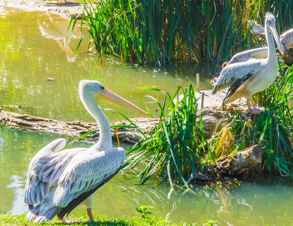 Два Пелікани Водному Пейзажі Один Стоїть Березі Один Скелі — стокове фото