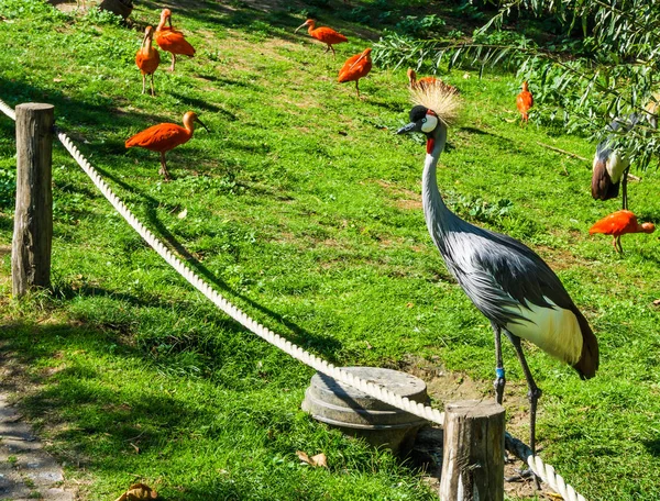 バック グラウンドで黄色の房の髪と赤ショウジョウトキ鳥と美しい灰色クレーン鳥 — ストック写真