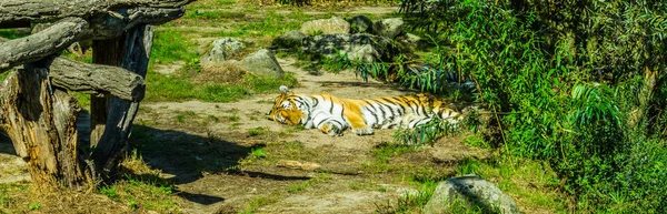 Tigre Listrado Deitado Dormindo Uma Paisagem Verde Natureza — Fotografia de Stock