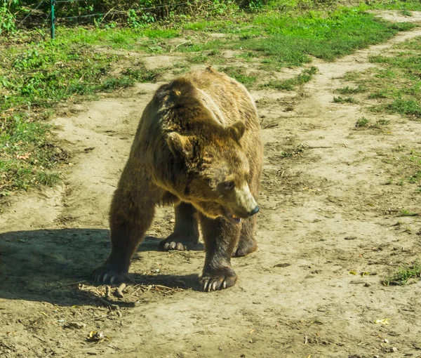 Grote Wild Bruin Zwijnen Staande Het Zand — Stockfoto