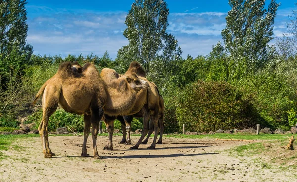 Grupa Dwuosobowy Wpadł Wielbłądów Stały Się Razem Krajobraz Natura — Zdjęcie stockowe