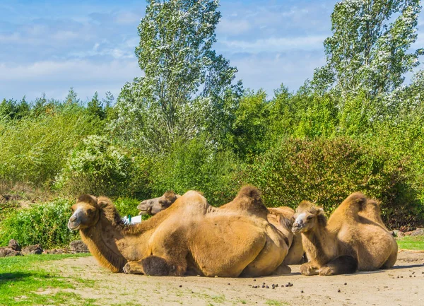 Wielbłądy Podwójne Garby Siadając Grupie Blisko Siebie — Zdjęcie stockowe