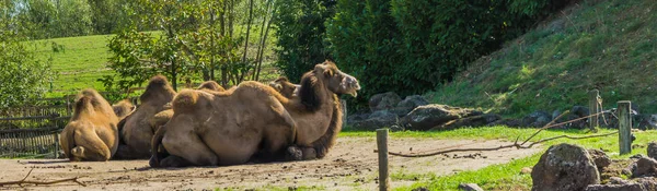 Animal Portraits Camels Sitting Together Viewing Backs — Stock Photo, Image