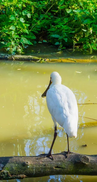Cuillère Blanche Oiseau Assis Sur Une Branche Bord Lac Eau — Photo