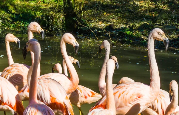 Familia Aves Tropicales Retrato Lindos Flamencos Rosados Coloridos Con Cuellos —  Fotos de Stock