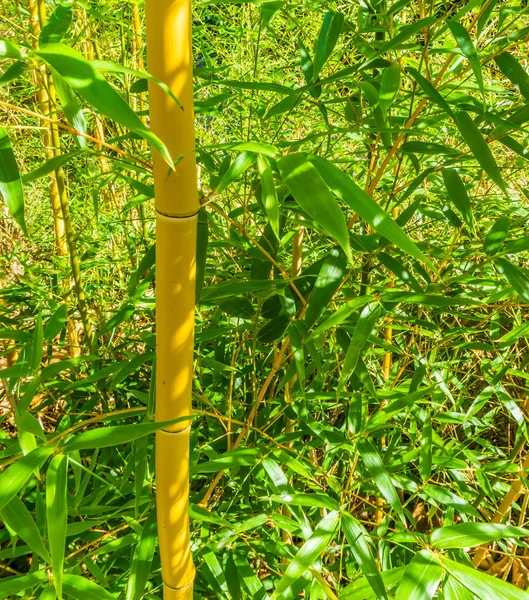 Бамбуковое Дерево Ствол Дерева Зелеными Листьями Закрыть Текстурированный Фон — стоковое фото