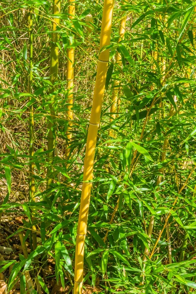 Bamboo plants trunks with green leaves texture background