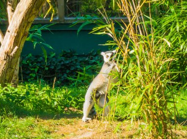 Tek madagascan lemur maymun bir bambu dalı tutan ve kameraya bakıyor