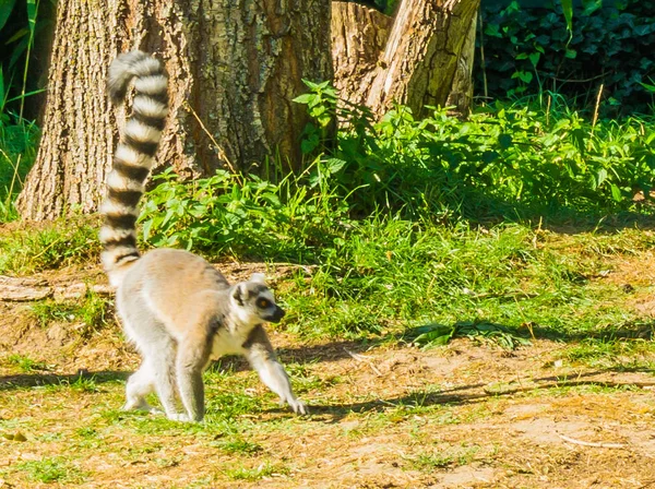 Otların Arasında Yürüyen Tek Lemur Maymunun Yakın Çekim — Stok fotoğraf