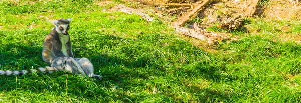 Simple Singe Lémurien Malgache Drôle Assis Dans Herbe Regardant Caméra — Photo