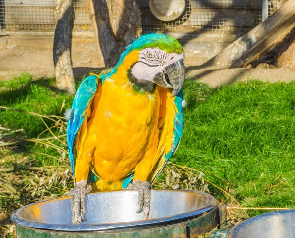 Belo Retrato Animal Pássaro Papagaio Arara Colorido Sentado Olhando Para — Fotografia de Stock