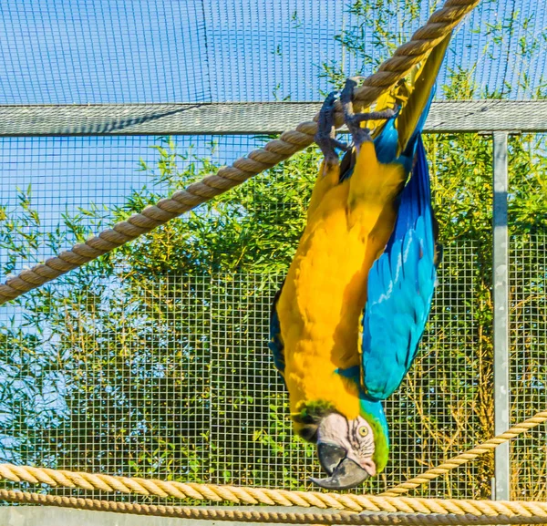 animal bird portrait of a funny macaw parrot hanging upside down on a rope