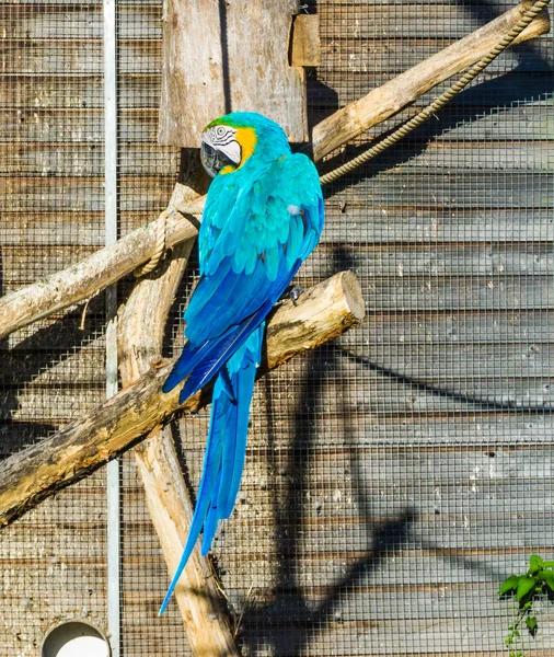 Belo Papagaio Arara Azul Por Trás Sentado Ramo Olhando Para — Fotografia de Stock