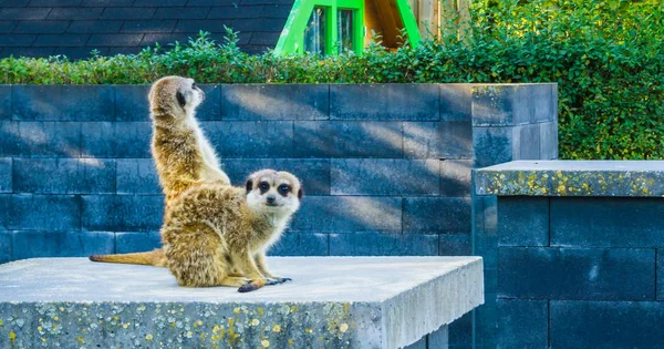 Grupo Retrato Animal Dois Meerkats Juntos Pólo Olhando Para Câmera — Fotografia de Stock
