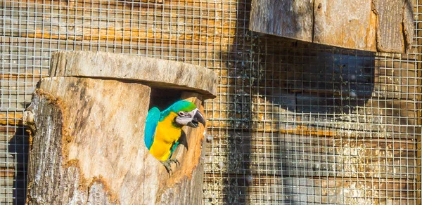 funny animal bird portrait of a macaw parrot looking out of his birds cottage