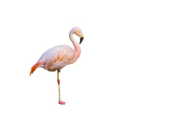 Komik pembe flamingo kuşu ayakta beyaz arka plan üzerinde izole bir bacak üzerinde