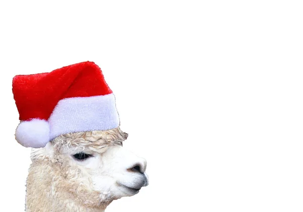 Navidad Divertida Cabeza Alpaca Con Sombrero Santa Claus Aislado Sobre —  Fotos de Stock