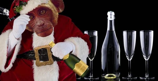 Christmas funny monkey in a santa claus costume holding a champagne bottle with a black background with glass and alcohol bottle