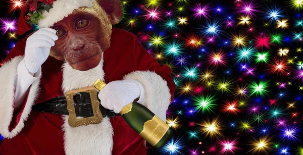 Christmas funny monkey wearing a Santa close robe costume and holding a champagne bottle isolated on a colorful stars background