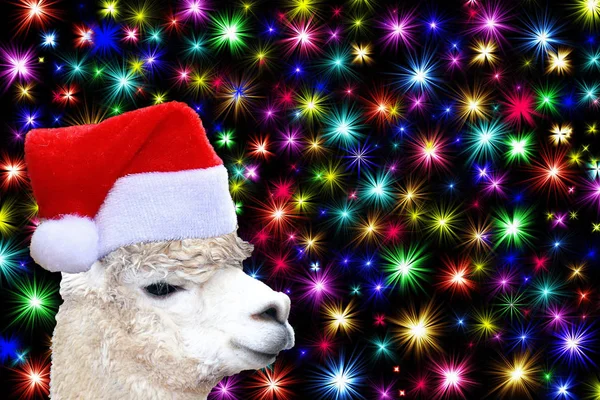 Navidad Divertida Cabeza Alpaca Con Sombrero Santa Claus Aislado Fondo —  Fotos de Stock