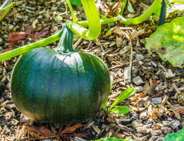 Vegetal Calabaza Verde Que Crece Una Planta Calabaza —  Fotos de Stock