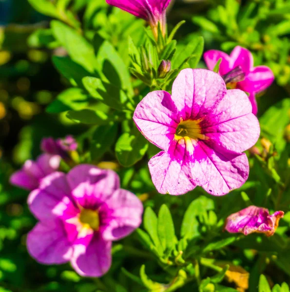 Floraison Rose Violet Fleur Violette Macro Botanique Gros Plan — Photo