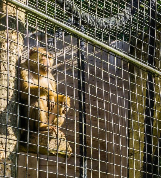 Singe Macaque Brun Cage Derrière Une Cage Métal Assis Dans — Photo