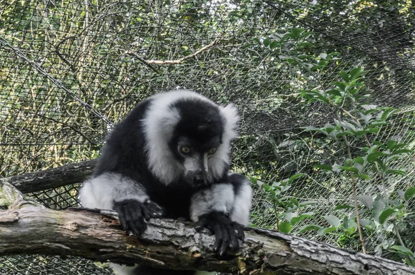 Schattig Ruffed Zwart Wit Lemur Aap Zitten Een Boomtak Neerkijkt — Stockfoto