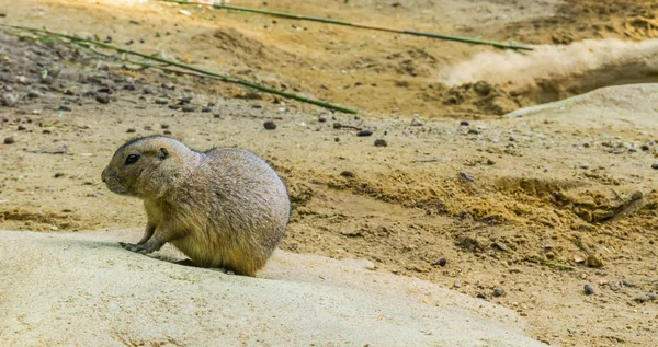 Entzückendes Nagetier Porträt Eines Präriehundes Der Auf Einem Felsen Einer — Stockfoto