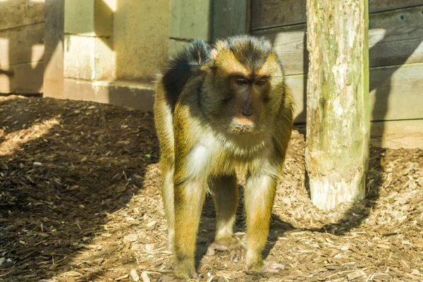 Scimmia Macaco Marrone Piedi Trucioli Legno Guardando Triste Annoiato Ritratto — Foto Stock