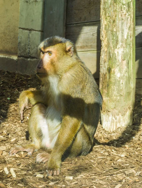 Mono Macaco Marrón Sentado Suelo Mirando Poco Enojado Serio Retrato — Foto de Stock