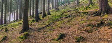 Renkli sonbahar orman manzara ile güzel bir manzara ağaç gövde kompozisyon